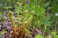 Green fern bush with young twisted leaves on the background of the forest canopy. Background. Selective focus Royalty Free Stock Photo