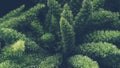 Green fern close-up . Tropical green leaves background, fern, palm and Monstera Deliciosa leaf on wall with dark toning, floral Royalty Free Stock Photo