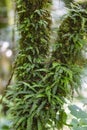 Green fern cover a tree trunk