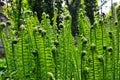 Fern thickets dense