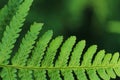 Green fern detail