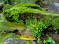 Green fern detail nature in the rain forest with moss on the rock. Royalty Free Stock Photo