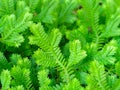 Green fern detail nature in the rain forest with moss on the rock. Royalty Free Stock Photo