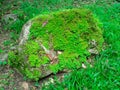 Green fern detail nature in the rain forest with moss on the rock. Royalty Free Stock Photo