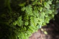 Green fern detail nature in the rain forest with moss on the rock - close up plant Royalty Free Stock Photo