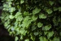 Green fern detail nature in the rain forest with moss on the rock - close up plant Royalty Free Stock Photo