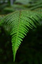 Green Fern Royalty Free Stock Photo