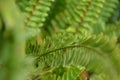 Green fern