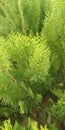 Green Fern flowers in gardens beautiful