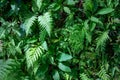 Green fern foliage macro landscape, forest leaf texture photo. Wild nature floral background. Fresh fern foliage Royalty Free Stock Photo