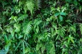 Green fern foliage surface, forest leaf texture photo. Wild nature floral background. Fresh fern foliage closeup Royalty Free Stock Photo