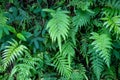 Green fern foliage on vertical wall, forest leaf texture photo. Wild nature floral background. Fresh fern foliage closeup Royalty Free Stock Photo