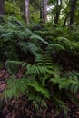 Green fern forest