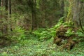 Green fern forest with old moss tree Royalty Free Stock Photo
