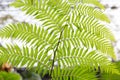 Green fern frond Royalty Free Stock Photo