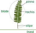 Green fern frond with sori