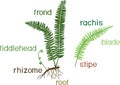 Green fern frond with sori