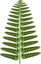 Green fern frond with sori