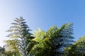 Green fern fronds waving in the sunlight