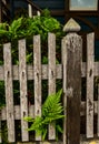 Green fern fronds in weathered worn picket fence