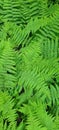 Green fern full screen saver vertical