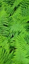 Green fern full screen saver vertical