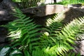 Polypodiaceae. Green fern in the garden. Royalty Free Stock Photo
