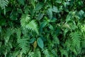 Green fern and grass foliage, forest leaf texture photo. Wild nature floral background. Fresh fern foliage closeup Royalty Free Stock Photo