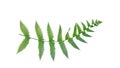 Green fern