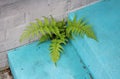 A Green Fern Growing Between Concrete Steps Royalty Free Stock Photo