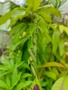 Green fern growing in garden, nature photography, natural gardening background, pattern in fern leaf
