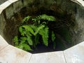 Green fern growing on the mossy wall of the well Royalty Free Stock Photo