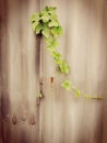 Green fern growth Royalty Free Stock Photo