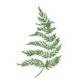 Green fern hand drawn on white background. Elegant botanical drawing of beautiful forest or woodland plant used in