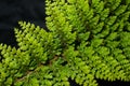 Green Fern Royalty Free Stock Photo