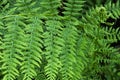 Green fern Royalty Free Stock Photo