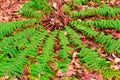 Green fern that launches to the four sides Royalty Free Stock Photo