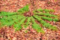 Green fern that launches to the four sides Royalty Free Stock Photo