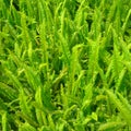 green fern leaf Royalty Free Stock Photo