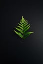 Green fern leaf on black background Royalty Free Stock Photo