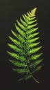 Green Fern Leaf on Black Background Royalty Free Stock Photo