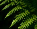 Green fern leaf on black background Royalty Free Stock Photo