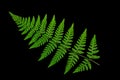 Green fern leaf on a black background, isolate. dry leaf of the plant, ornament Royalty Free Stock Photo