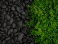 Green fern leaf and black rock texture Royalty Free Stock Photo