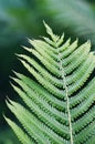 Green fern leaf close-up in the forest Royalty Free Stock Photo