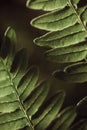 Green fern leaf close up. summer vertical background. dark texture. veins of leaf to light Royalty Free Stock Photo