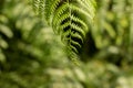 Green fern leaf. Close up view from above, highlighting its beauty and natural features Royalty Free Stock Photo