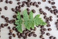 Green fern leaf and coffee beans. Roasted coffee beans on a wooden background. Royalty Free Stock Photo