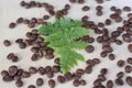 Green fern leaf and coffee beans. Roasted coffee beans on a wooden background. Royalty Free Stock Photo