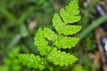 Green fern leaf covert in dews Royalty Free Stock Photo